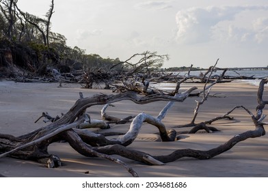 Drift Wood Gathers Along An Eroded Beach On The Coast Of Jacksonville, Florida. The Sea Level Change Can Be Seen In The Layers Of Dirt That Have Since Fallen Into The Ocean. - Little Talbot Island