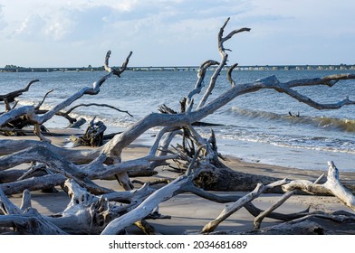 Drift Wood Gathers Along An Eroded Beach On The Coast Of Jacksonville, Florida. The Sea Level Change Can Be Seen In The Layers Of Dirt That Have Since Fallen Into The Ocean. - Little Talbot Island