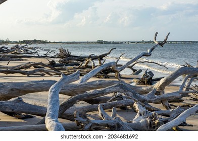 Drift Wood Gathers Along An Eroded Beach On The Coast Of Jacksonville, Florida. The Sea Level Change Can Be Seen In The Layers Of Dirt That Have Since Fallen Into The Ocean. - Little Talbot Island