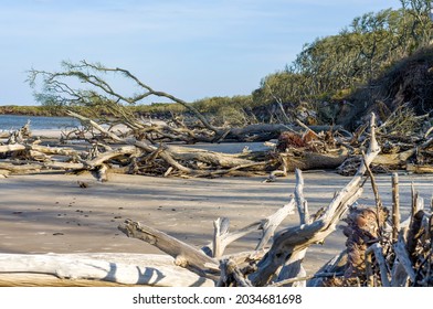 Drift Wood Gathers Along An Eroded Beach On The Coast Of Jacksonville, Florida. The Sea Level Change Can Be Seen In The Layers Of Dirt That Have Since Fallen Into The Ocean. - Little Talbot Island