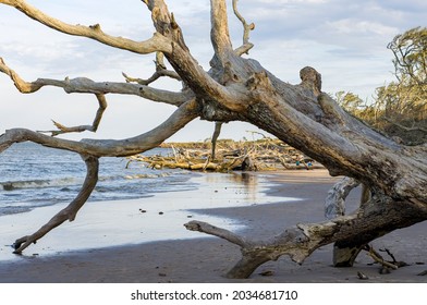 Drift Wood Gathers Along An Eroded Beach On The Coast Of Jacksonville, Florida. The Sea Level Change Can Be Seen In The Layers Of Dirt That Have Since Fallen Into The Ocean. - Little Talbot Island