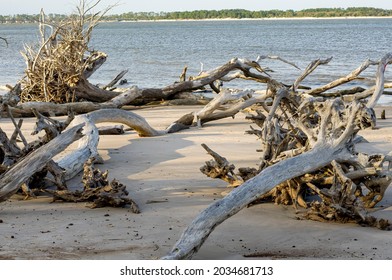 Drift Wood Gathers Along An Eroded Beach On The Coast Of Jacksonville, Florida. The Sea Level Change Can Be Seen In The Layers Of Dirt That Have Since Fallen Into The Ocean. - Little Talbot Island