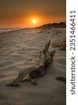 Drift wood lying along a deserted beach in Ocean Springs Mississippi at Sunset. 