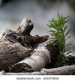 Drift Wood And Plant