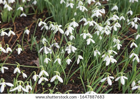 Drifts of Winter Flowering Snowdrops (Galanthus) in a Herbaceous Border in a Country Cottage Garden in Rural Devon, England, UK