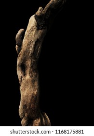 Driftwood/ Aged Wood Over Black Background. Isolated Piece Of Driftwood Top View. Driftwood Stick Closeup, Wood Texture.Driftwood For Aquarium.