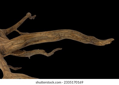 Driftwood or aged wood root textured isolated on black background with clipping path