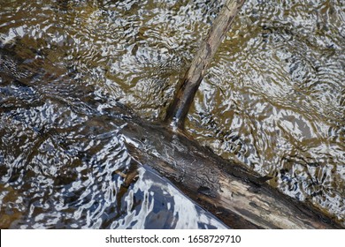 Driftwood Along The Coastal Shoreline