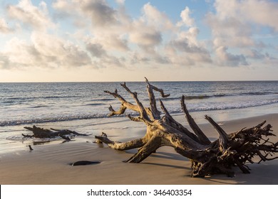 Driftwood Beach, Jekyll Island, Georgia