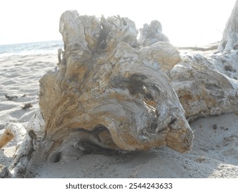 driftwood, beach log, seashore, coastal nature, beach landscape, ocean driftwood, wood log, coastal decor, nature sculpture, ocean washed wood, beach landscape, textured wood, coastal beauty, rustic b - Powered by Shutterstock