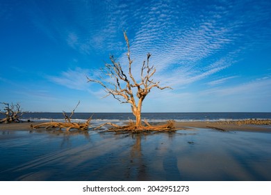 Driftwood Beach sunset in Jekyll Island. Dead Trees on the beach at sunset. Georgia, GA, USA.
 - Powered by Shutterstock