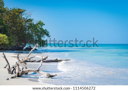 Driftwood and bent trees by the seashore on this beautiful white sand Caribbean electric blue beach in Negril, Jamaica. No people, quiet peaceful sunny day, endless views of the turquoise ocean.