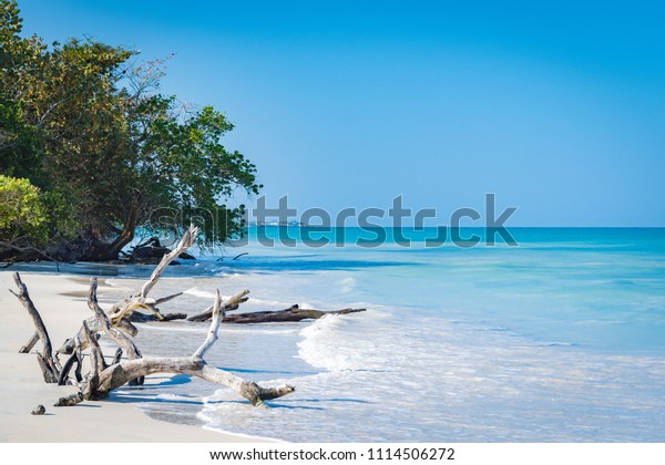 ジャマイカのネグリルにある この美しい白い砂のカリブ海の電気的な青い海岸の海岸沿いに 流木と曲がった木々 人もいないし 静かで晴れた日も 青緑色の海の果てしない景色も の写真素材 今すぐ編集