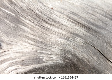 Driftwood close up. old gray tree. lines by waves. cracks in trunk. old wooden. grey background