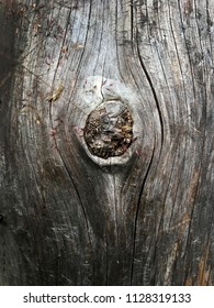 Driftwood Closeup/ Aged Wood Texture Background