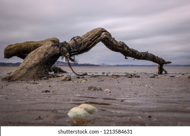 Driftwood at Cramond Island looking over the Firth of Forth