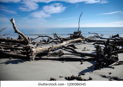 Driftwood and dead trees on the beach at Hunting Island State Park in South Carolina