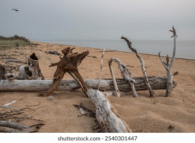 Driftwood. exhibition. A variety of driftwood washed up on the shore of Lake Baikal. Horizontal. - Powered by Shutterstock