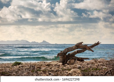 Driftwood isolated on deserted beach on shore line, cloudscape horizon