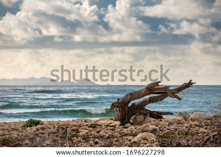 Driftwood isolated on deserted beach on shore line, cloudscape horizon