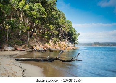 Driftwood At Lobster Beach In Bouddi National Park, Wagstaffe, New South Wales, Aaustralia