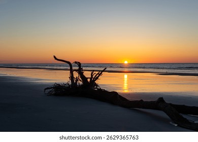 Driftwood log on beach during sunset