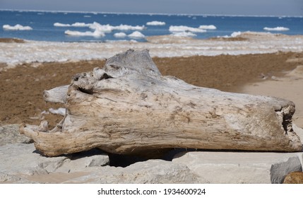 Driftwood Log On Grand Haven Beach With Icebergs In Lake Michigan