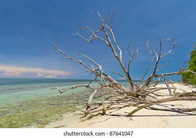 Driftwood Lying On Beach In Paradise Green Island Australia