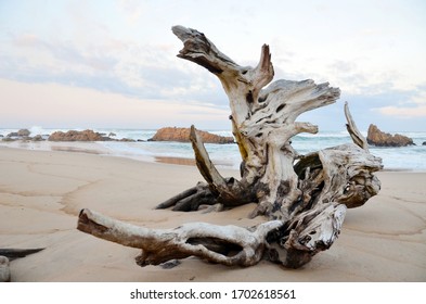 Driftwood natural sculpture on the beach with rock outcrops in the background