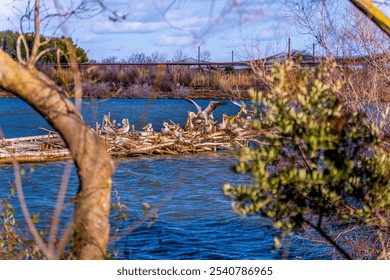 Driftwood nest structure with pelicans nesting and resting in their natural habitat on a lake. - Powered by Shutterstock