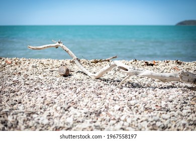 Driftwood On The Beach At Coral Beach In The Whitsundays, Queensland Australia