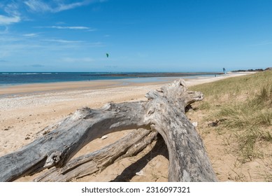 Driftwood on the beach of Saint-Denis d'Oléron, Oléron island, in Charente-Maritime (France) - Shutterstock ID 2316097321