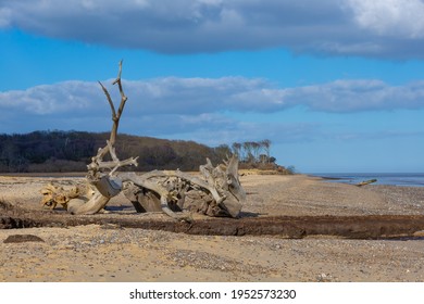 Driftwood On A Beach In Suffolk With Forest And Blue Cloudy Sky As A Background.