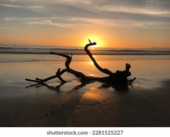 Driftwood on the beach at sunset