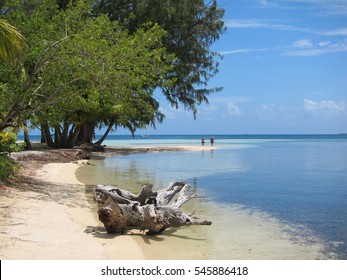 Driftwood On Beach, Tourists In Background. South Water Caye, Belize