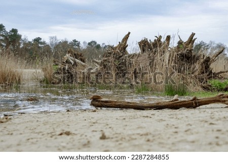 Driftwood on the beach with treetrunks in background 
