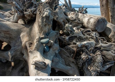 Driftwood On Dungeness Spit, Olympic Peninsula, WA