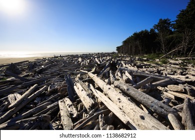 Driftwood On Kalaloch Beach