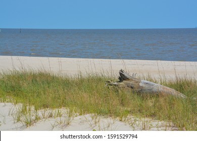 Driftwood On The Mississippi Gulf Coast. City Of Long Beach, Gulf Of Mexico, Florida USA