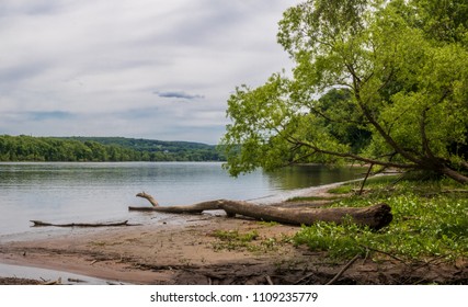 Driftwood On The Shore Of The Connecticut River