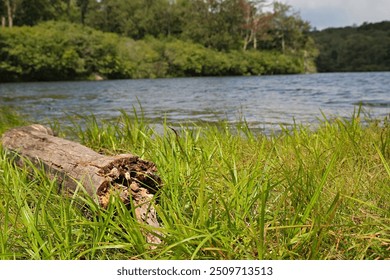 Driftwood on the Shore of a Mountain Lake - Powered by Shutterstock