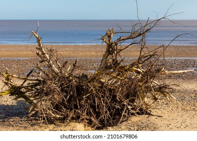 Driftwood On A Suffolk Beach, With A Background Of The North Sea.