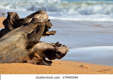 Driftwood on the water's edge on the east coast of Florida, USA.