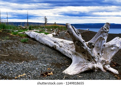 Driftwood, Peterson Bay, Kachemak Bay State Park, Alaska, USA