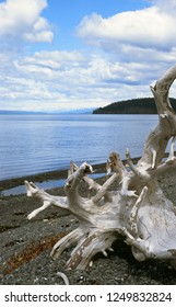 Driftwood, Peterson Bay, Kachemak Bay State Park, Alaska, USA