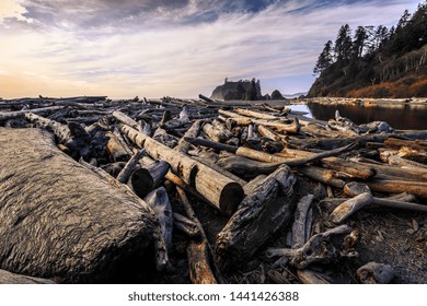 Driftwood Piles, Ruby Beach in Olympic National Park Washington