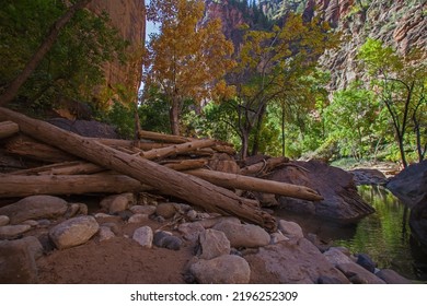 Driftwood from a previous flood lays high up on the bank of the Virgin River in Zion National Park. Utah