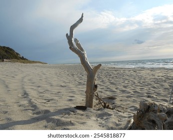 driftwood, seashore, sea wood, beach landscape, ocean waves, coastal nature, weathered wood, coast, beach debris, natural driftwood, wood texture, sea beauty, ocean shore, beach scenery, sea driftwood - Powered by Shutterstock