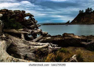 Driftwood At Second Beach, Olympic Peninsula, WA