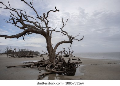 Driftwood At South Georgia Coast 